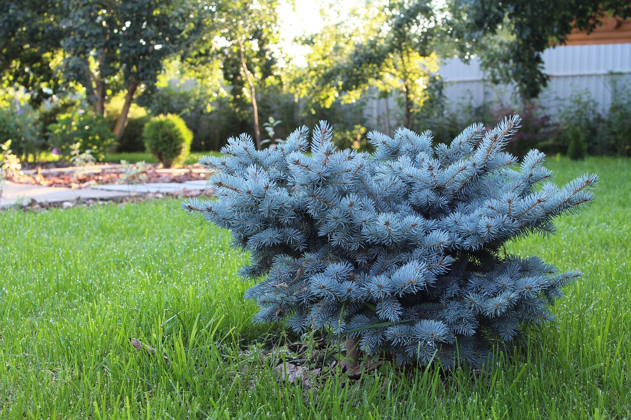 landscape design, improvement, landscaping